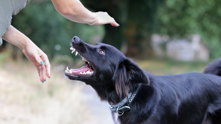 dog bite injury